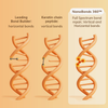 Drei DNA-Helixen zeigen alle reparierten Bindungen und veranschaulichen die umfassende Reparaturkraft der „Abyssian Dream Bonds Bio-Emulsion“.