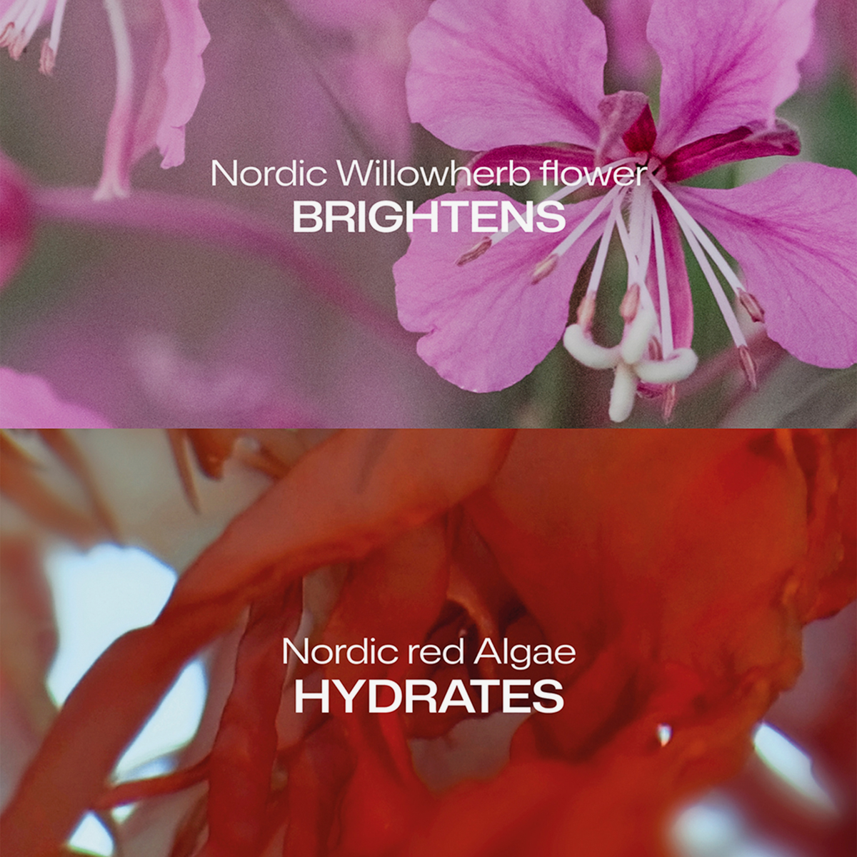 Nahaufnahme von rosa Weidenröschenblüte und roter Alge mit Text „Nordic Willowherb flower brightens“ und „Nordic red algae hydrates“.