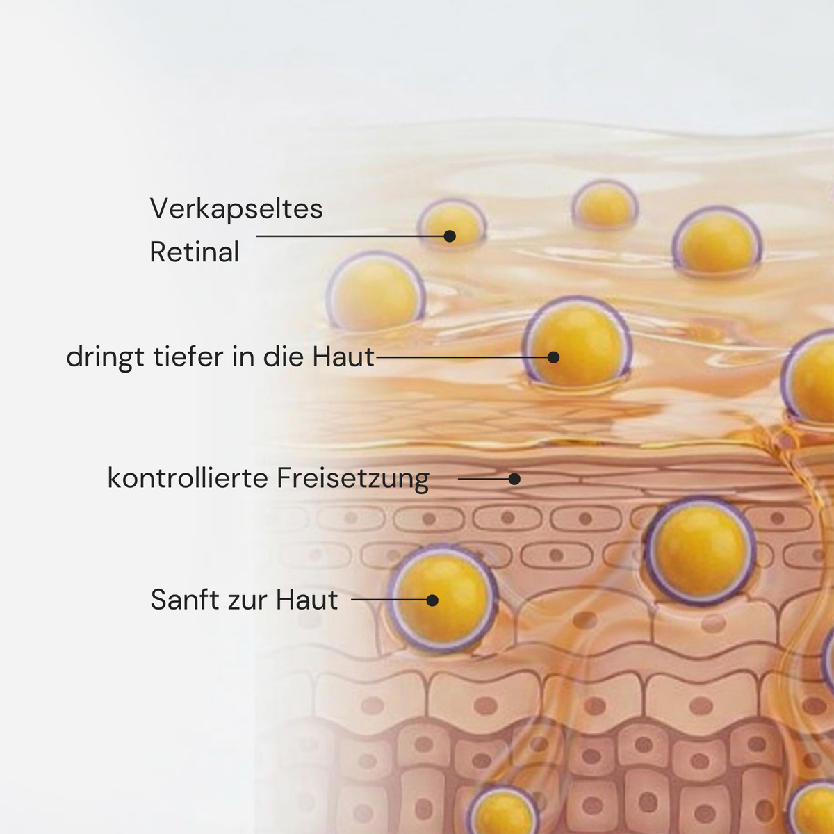MERME New by Morning Retinal Face Serum weist eine Verkapselung auf, die eine kontrollierte, sanfte Abgabe an die Haut und ein tiefes Eindringen in die Haut ermöglicht.